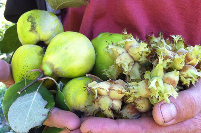 Virtual Talk 11-3-22: Cold-Hardy Fruit and Nuts